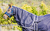 Navy Show Set + Surcingle with White & Navy Trim - REDUCED TO CLEAR